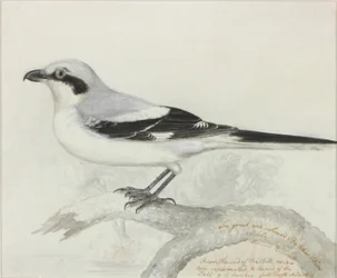 The Great Ash Coloured Butcher Bird